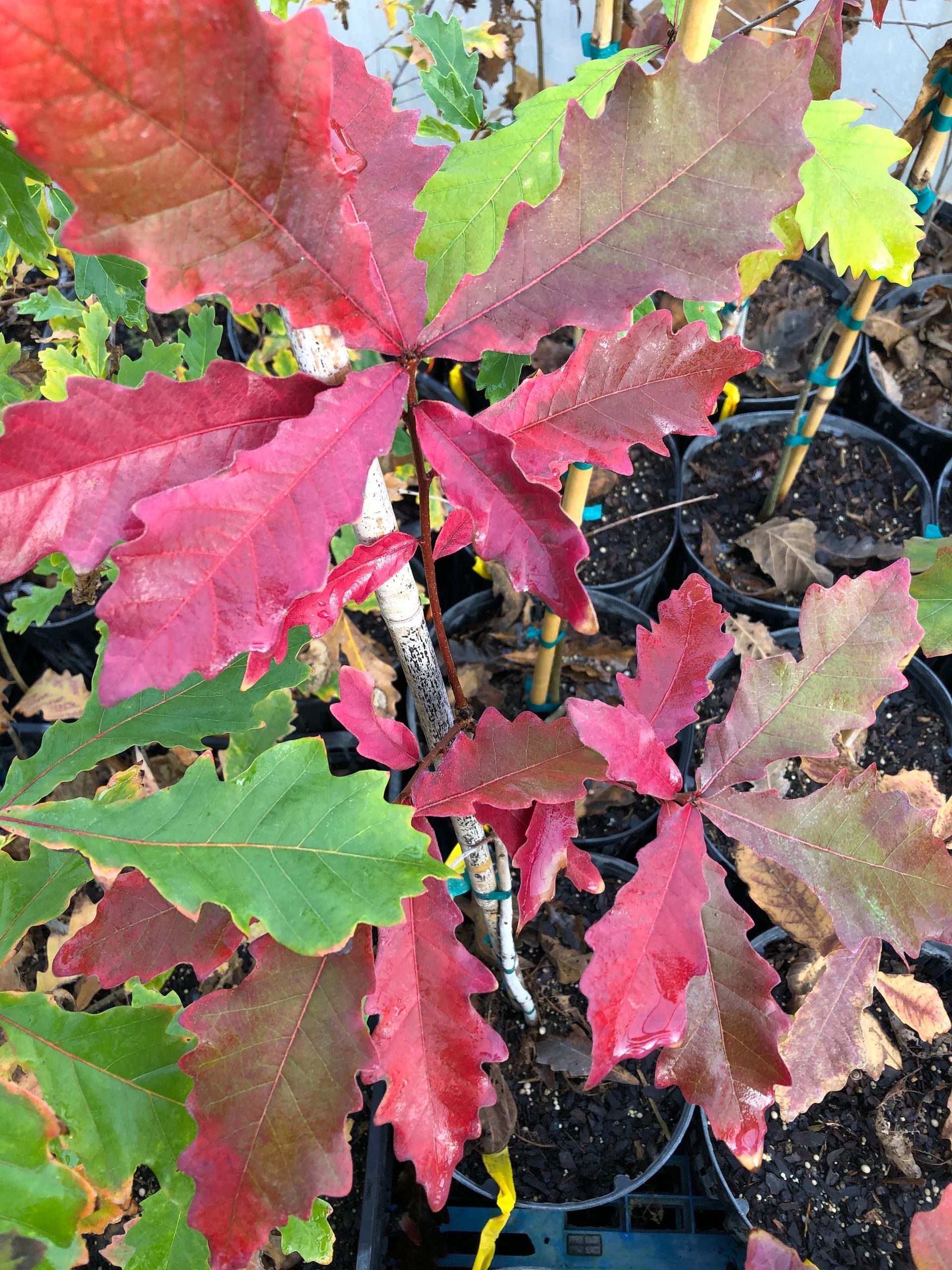 Maroon Leaves — Dayton, OH — AAA Tree and Landscaping