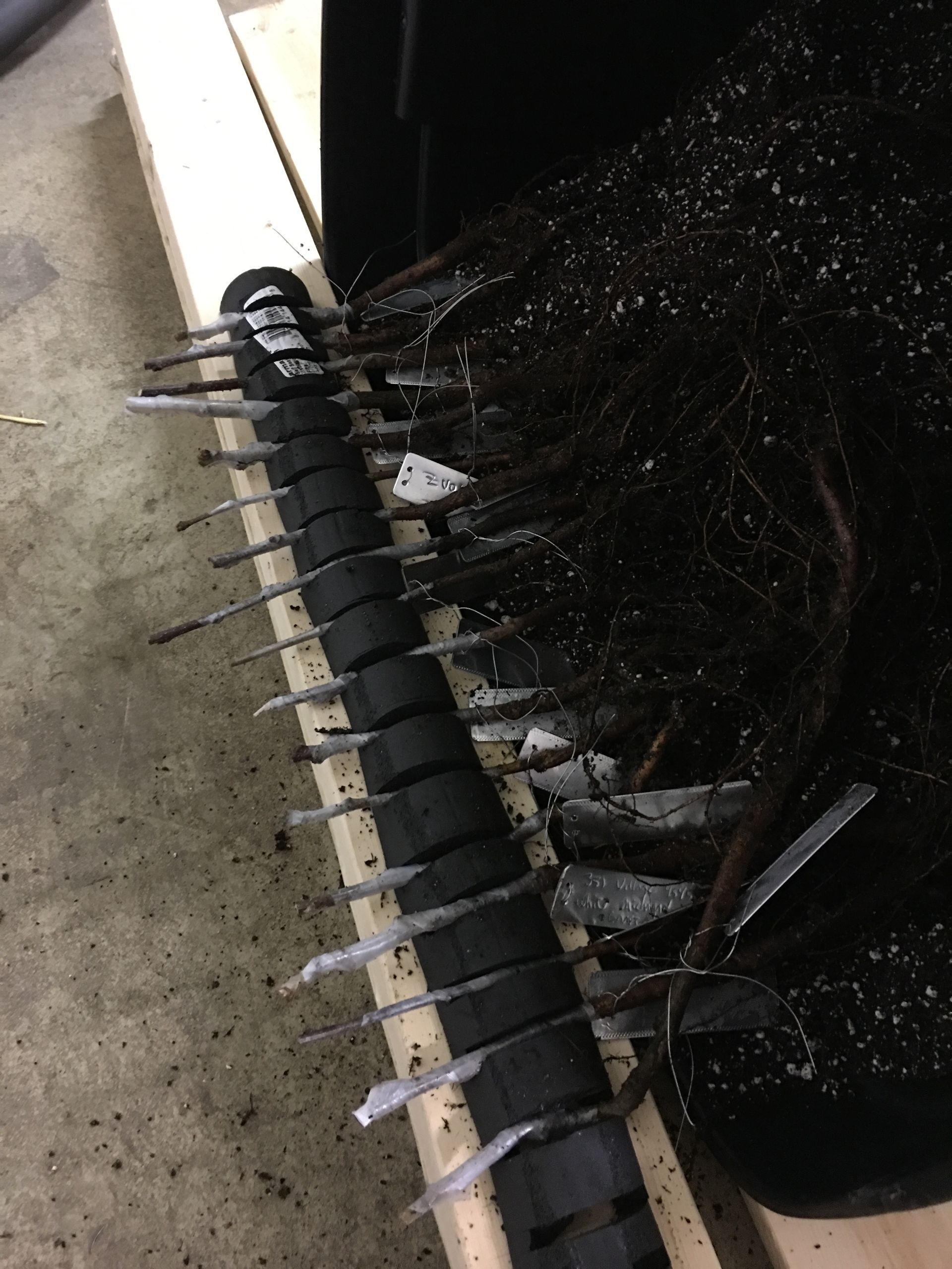 Black Plant — Dayton, OH — AAA Tree and Landscaping