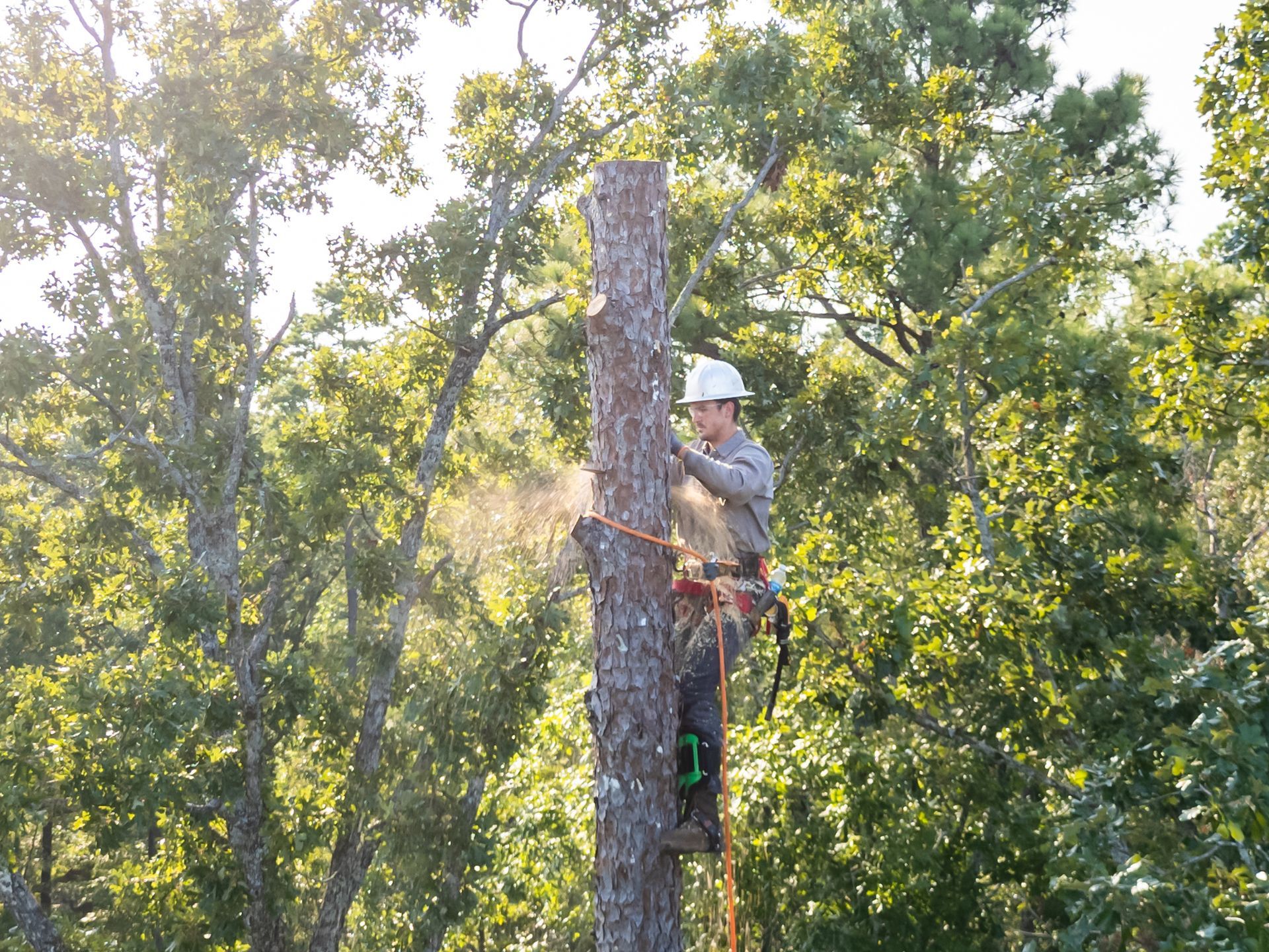 Worker cutting tree trunk with chainsaw in green surroundings.