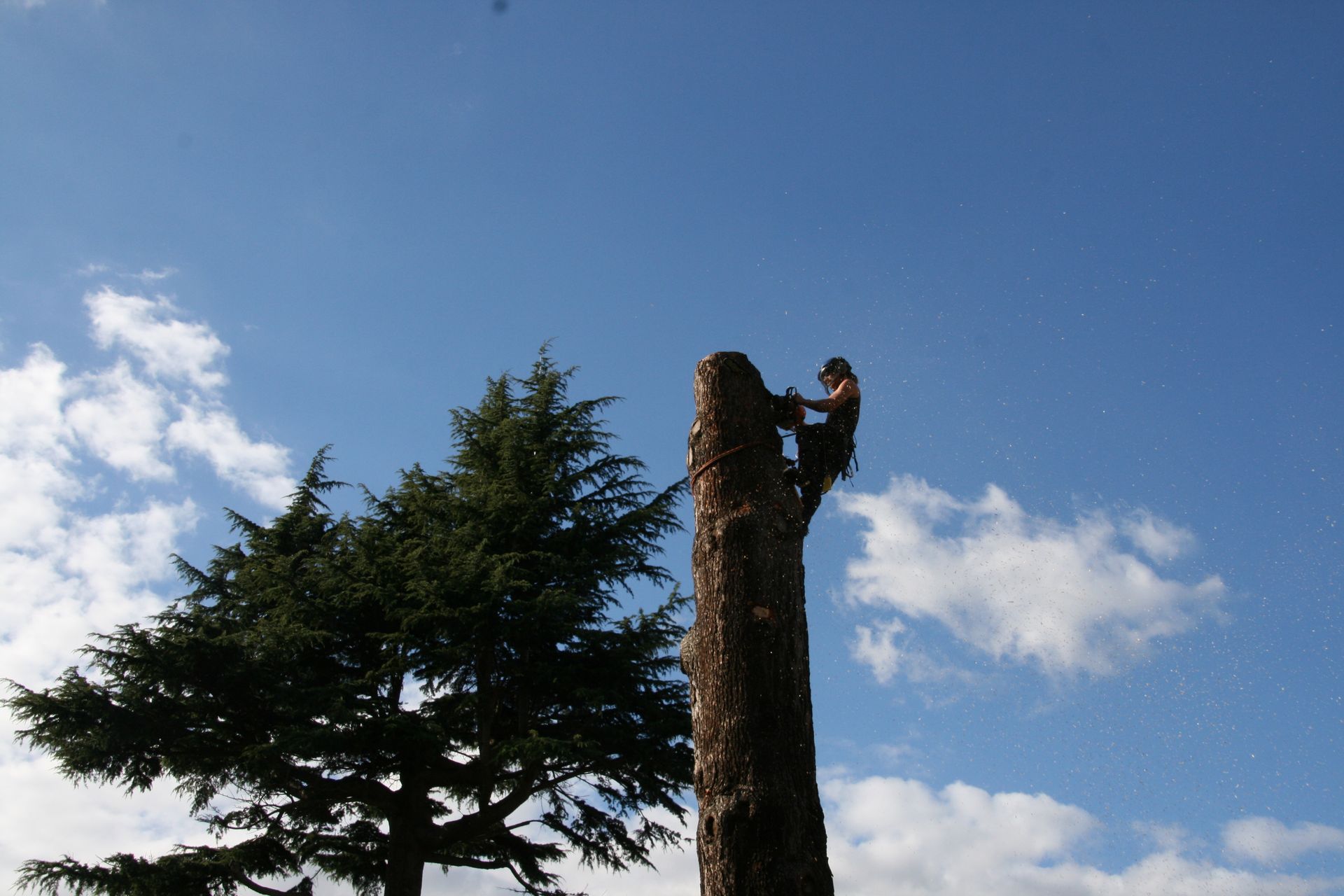 Lumberjack atop a tall tree stump, sawing with a chainsaw, against a blue sky with clouds.
