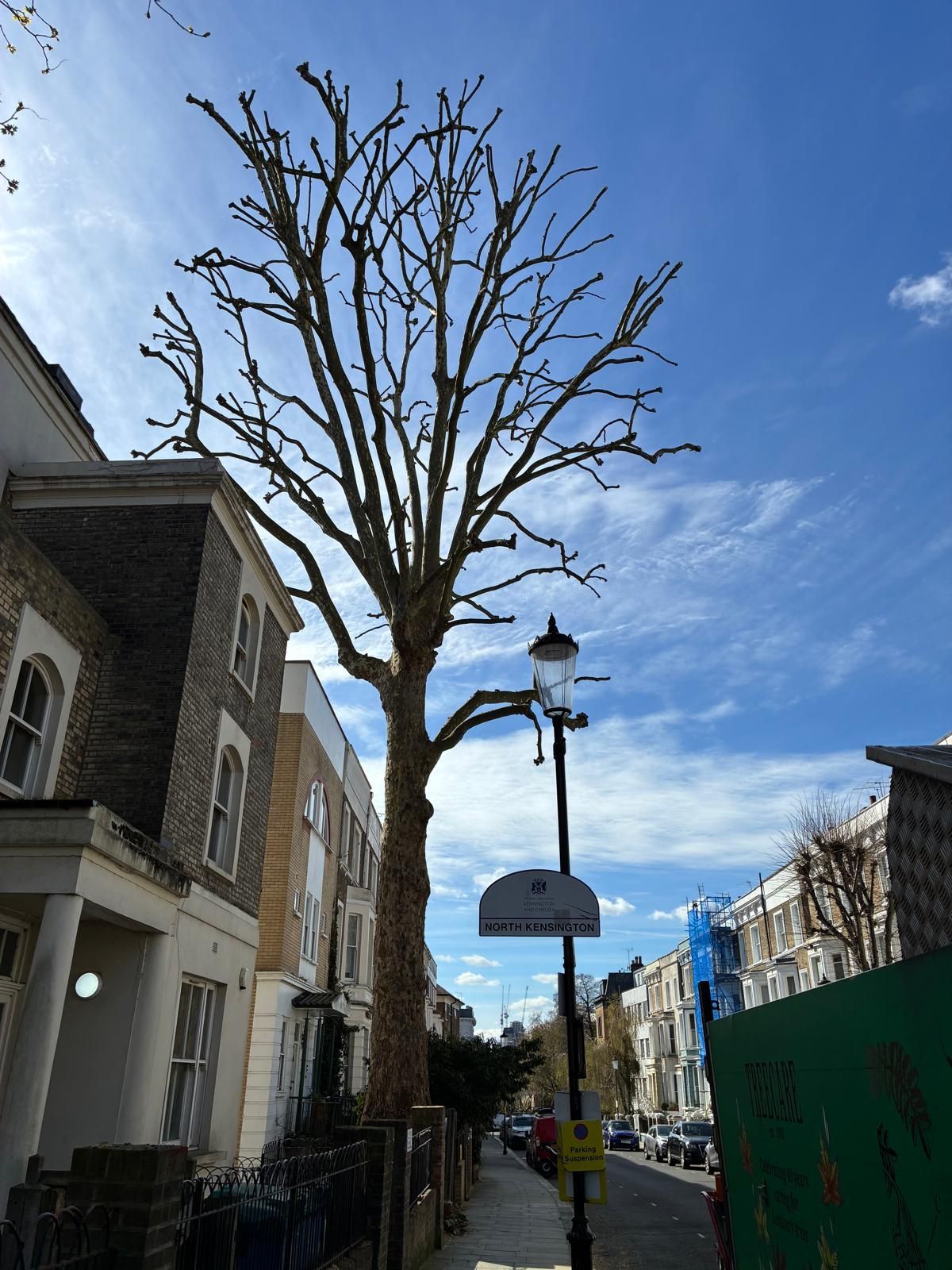 Pollarded trees in Notting Hill London Linked to page: Notting Hill_W11