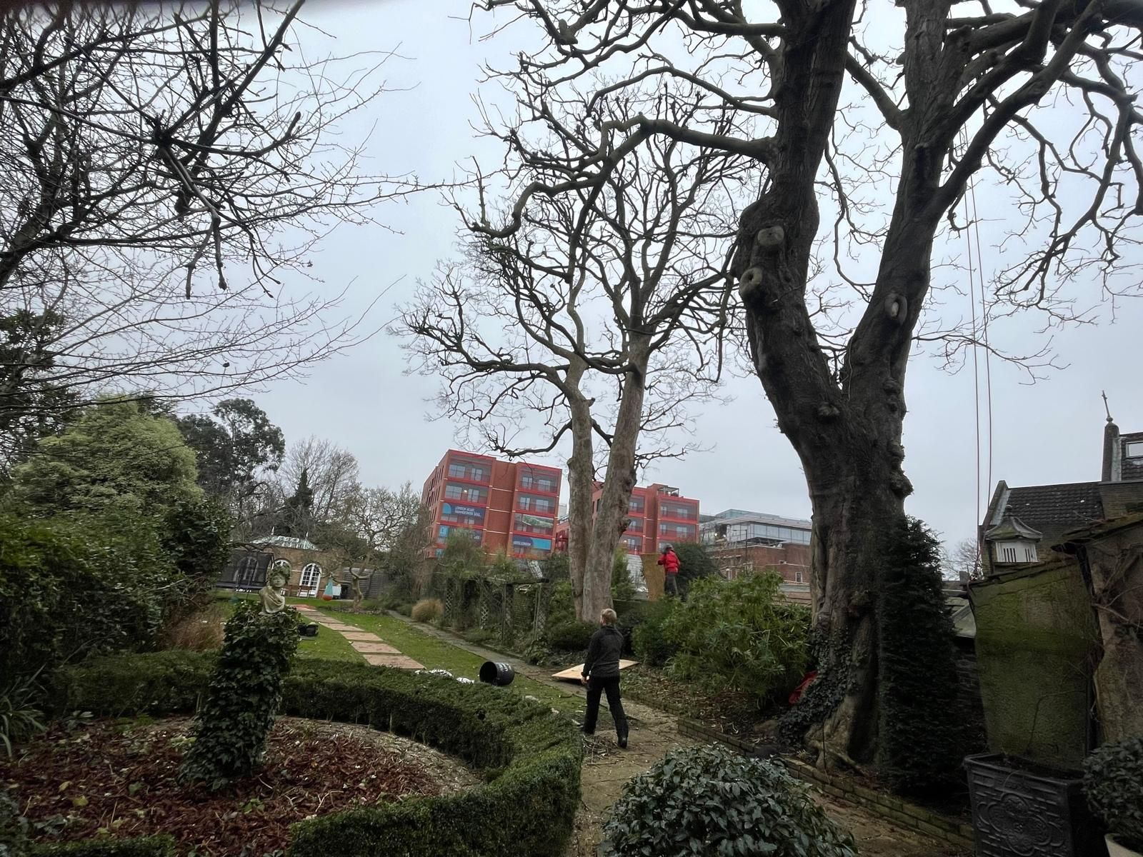 Horse Chestnut and Sycamore crown reduction at ancestral home of William Morris in Hammersmith, London W6