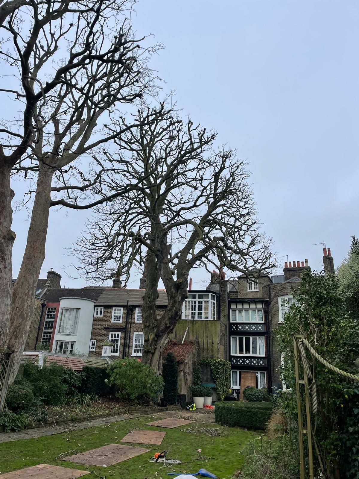 Horse Chestnut and Sycamore crown reduction at ancestral home of William Morris in Hammersmith, London W6