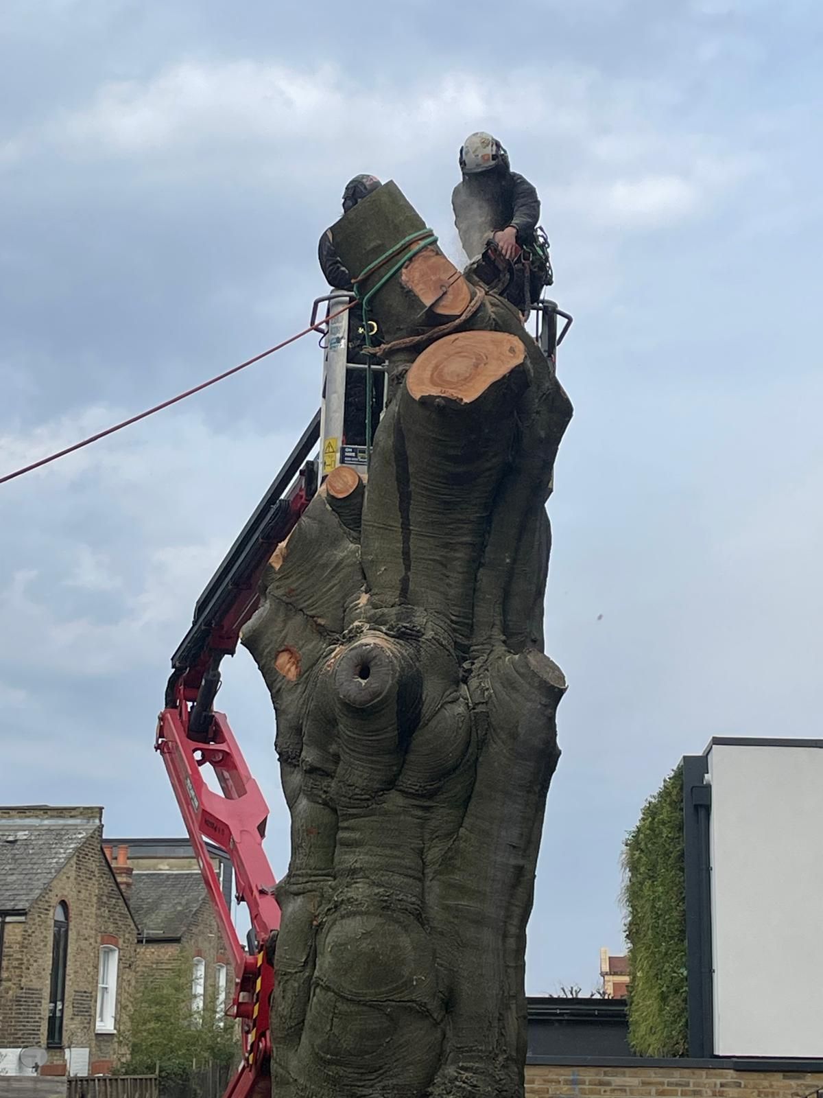 Tree Surgeon working from a cherry picker in Clapham, London