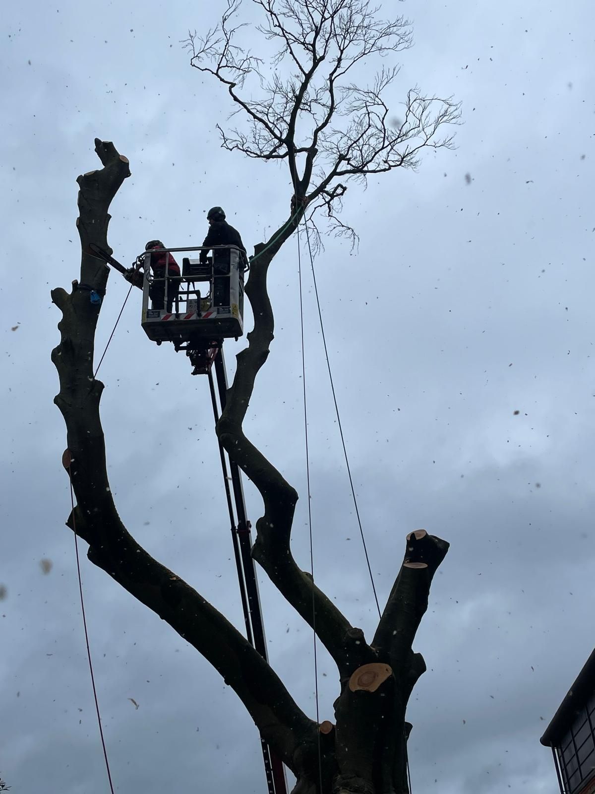 Tree surgeon working from a cherry picker in Clapham, London