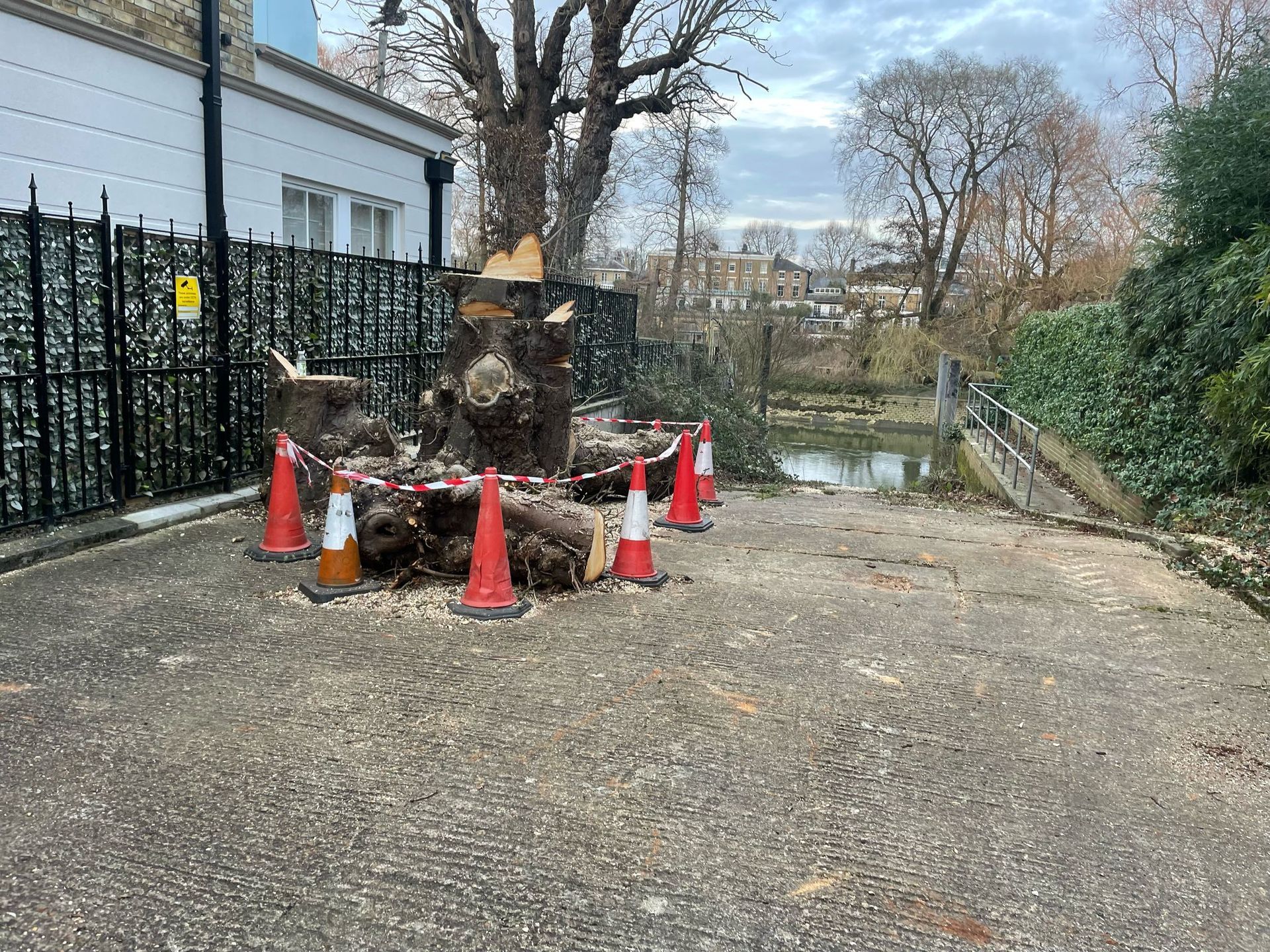 Click for more info on this project Horse Chestnut removal on the banks of the Thames in Twickenham London TW1