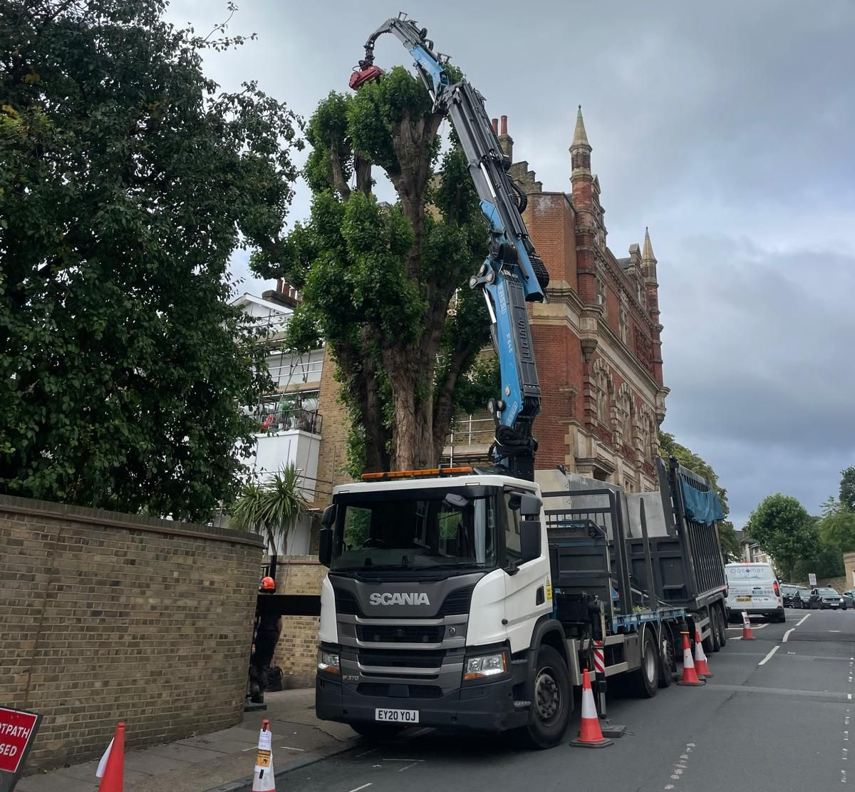 Lombardy Poplar Removal London SE4