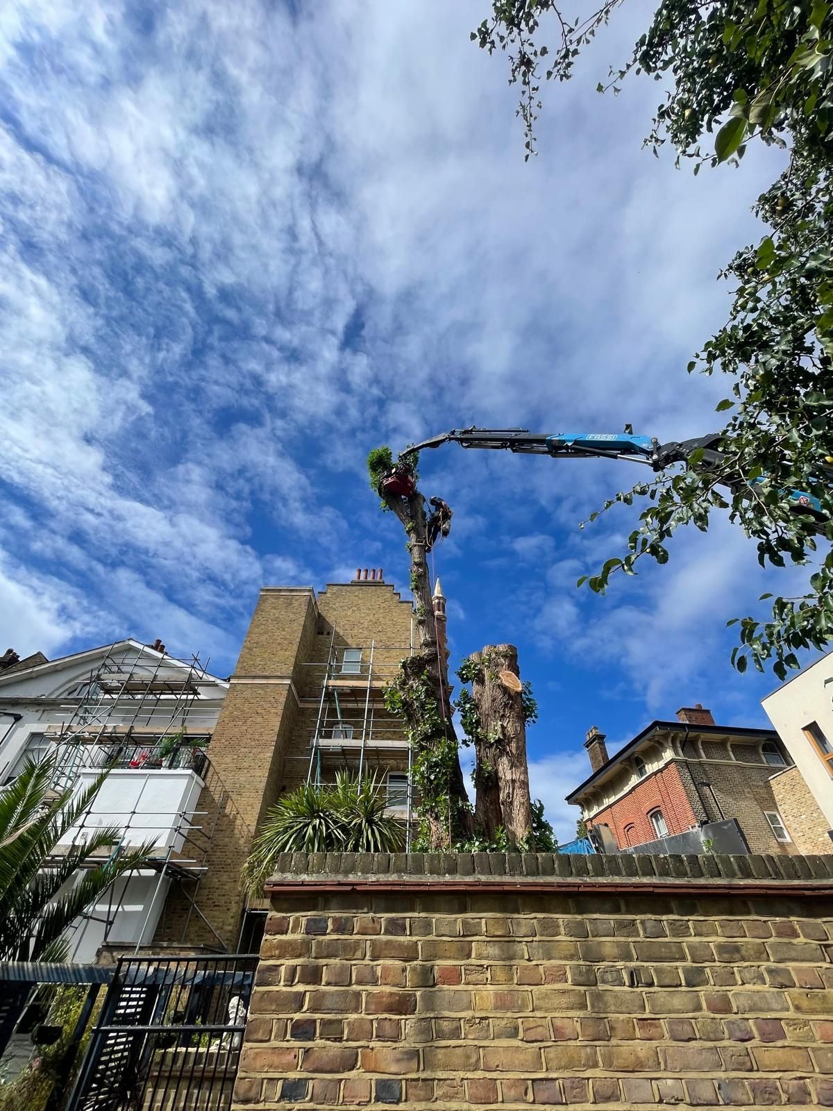 A tall tree being trimmed by a boom lift next to brick buildings in London SE4 under a cloudy blue sky.