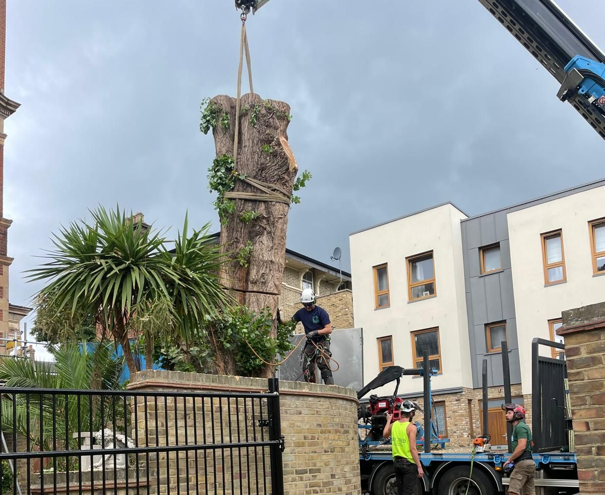 Click for more info on this project Lombardy Poplar reduction In London SE1