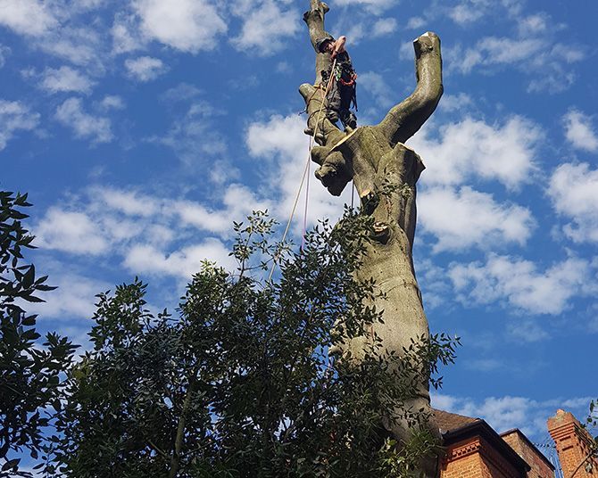 Arborist in tree, cutting branches with ropes; sunny blue sky, brick building visible.