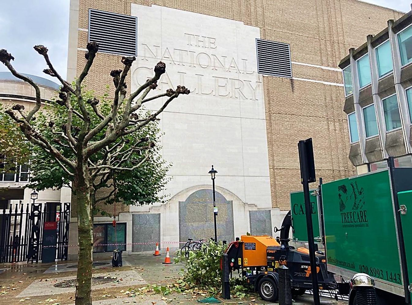 Pollarding of trees outside The National Gallery London WC2