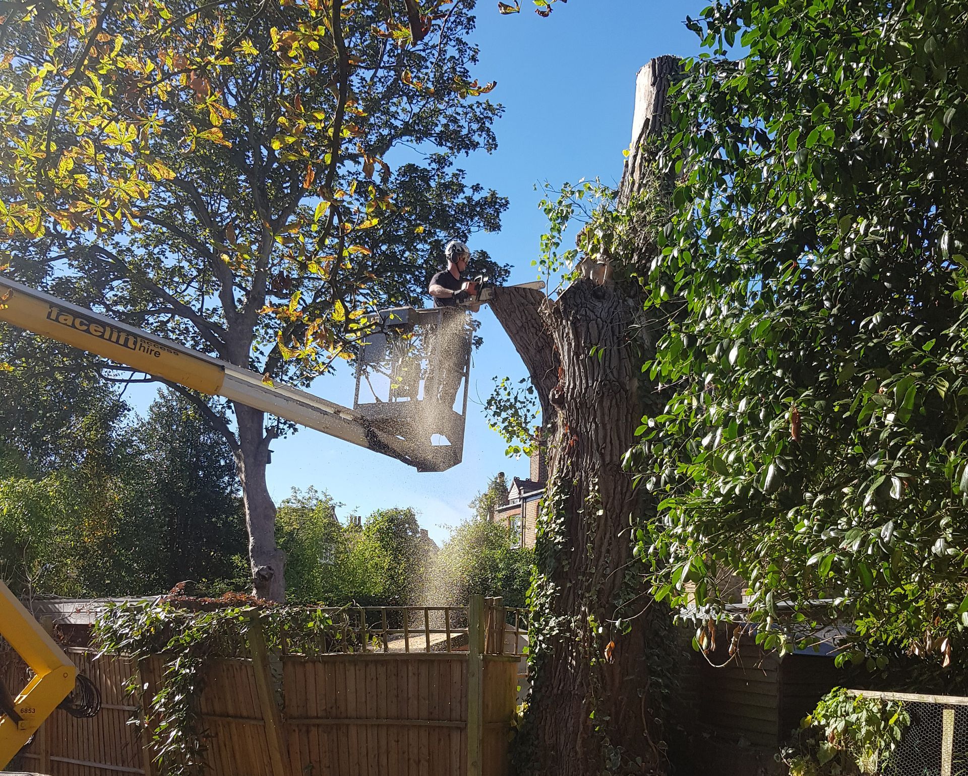 Person in an aerial lift trims a tall tree covered in ivy against a bright blue sky.