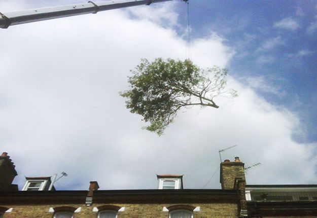 Tree being trimmed near a brick building in London W6 with scaffolding under a cloudy blue sky. A crane arm holds a person.