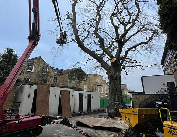 Tree Removal Clapham London SW4 Page Linked to: clapham_londonsw4