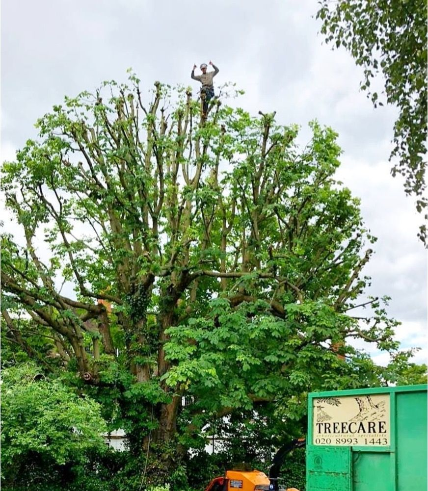 Arborist atop a large tree trimming branches. Green tree, sky, green truck, man raising arm. Treecare logo on truck