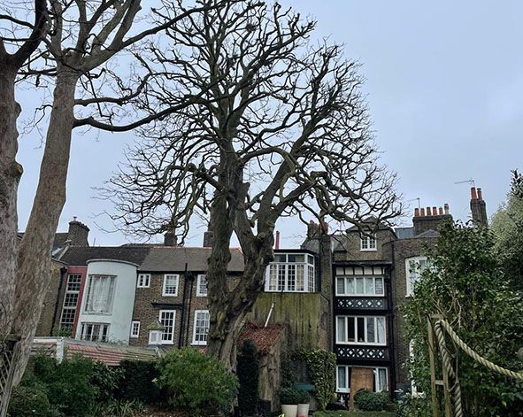 Tree reduction in Hammersmith London W6 at a house originally owned by William Morris.  Linked to Page: hammersmith_w6