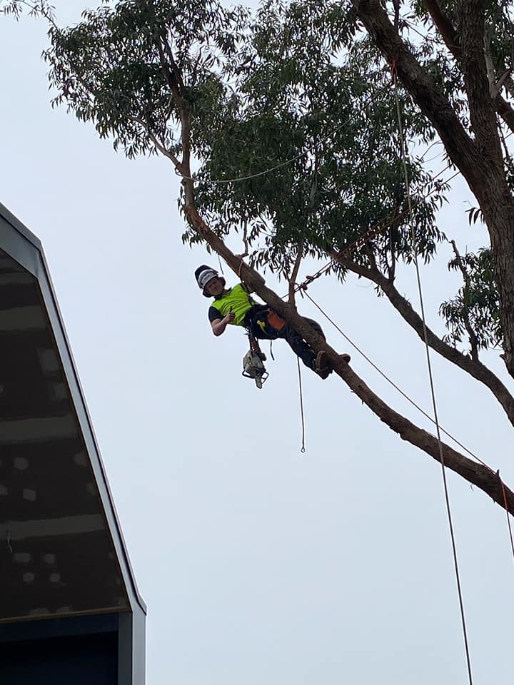 Arborist Expert — Whiteheads Creek, VIC — Harry's Cut'N Chip Tree Services