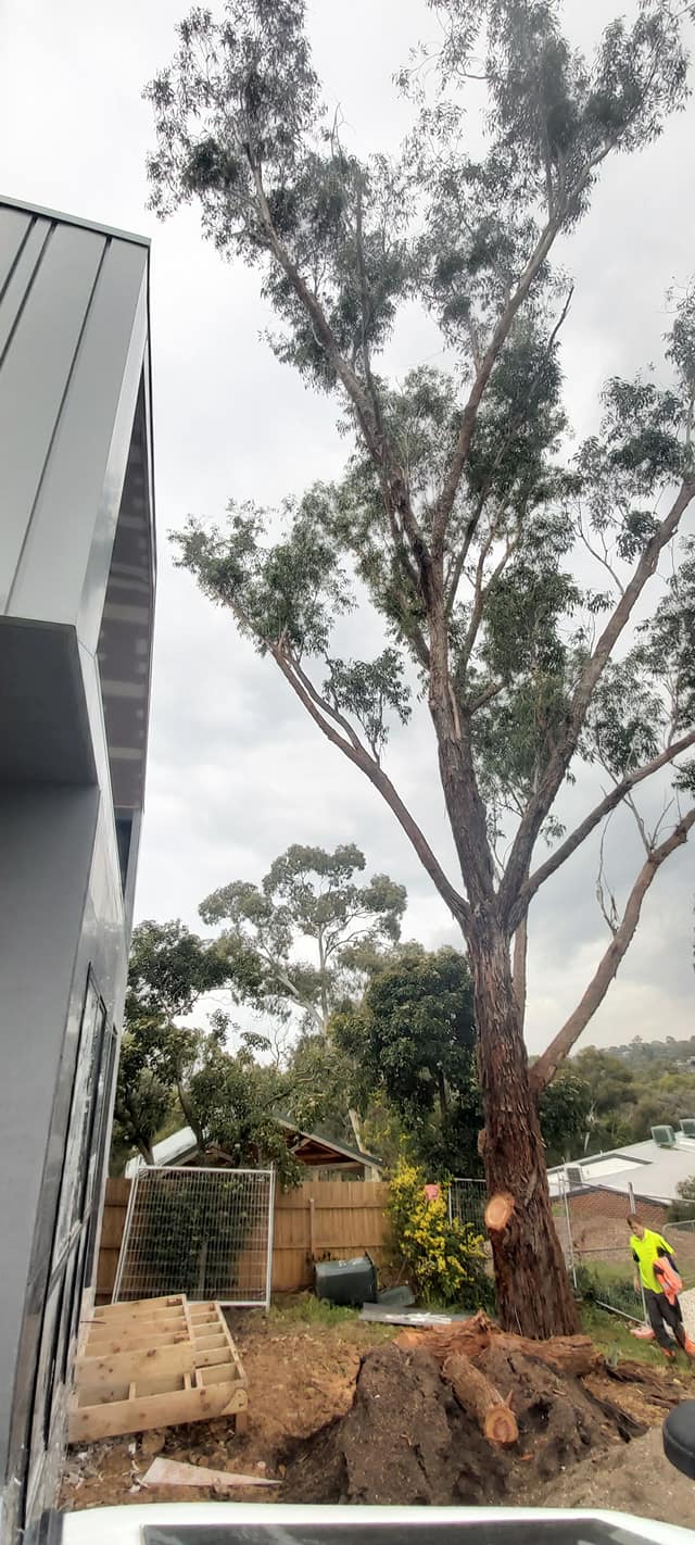 Residential Trees — Whiteheads Creek, VIC — Harry's Cut'N Chip Tree Services