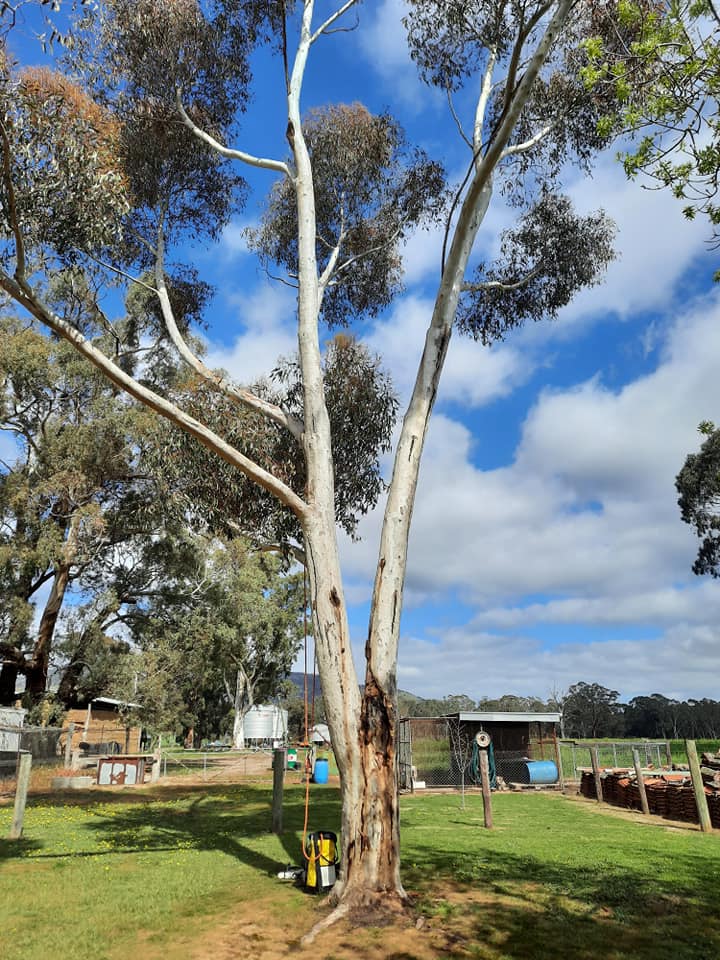 Tall Tree Removal — Whiteheads Creek, VIC — Harry's Cut'N Chip Tree Services