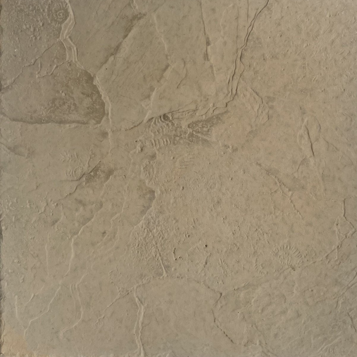 Clay Fossil pavers from Paving Innovations Marlborough Nelson