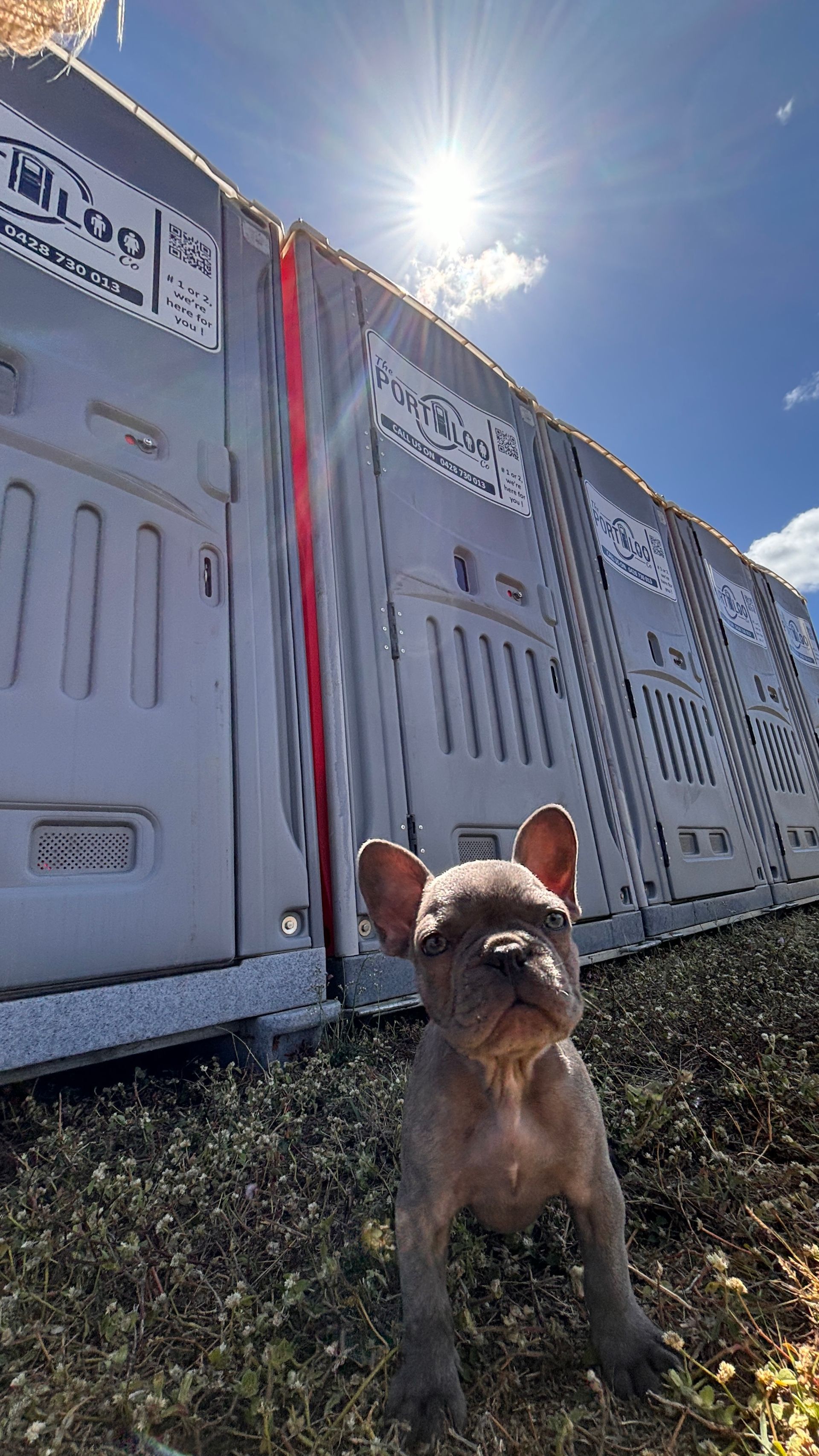 A Dog Infront of A Row Of Portaloos — The Portaloo Co in Atherton, QLD
