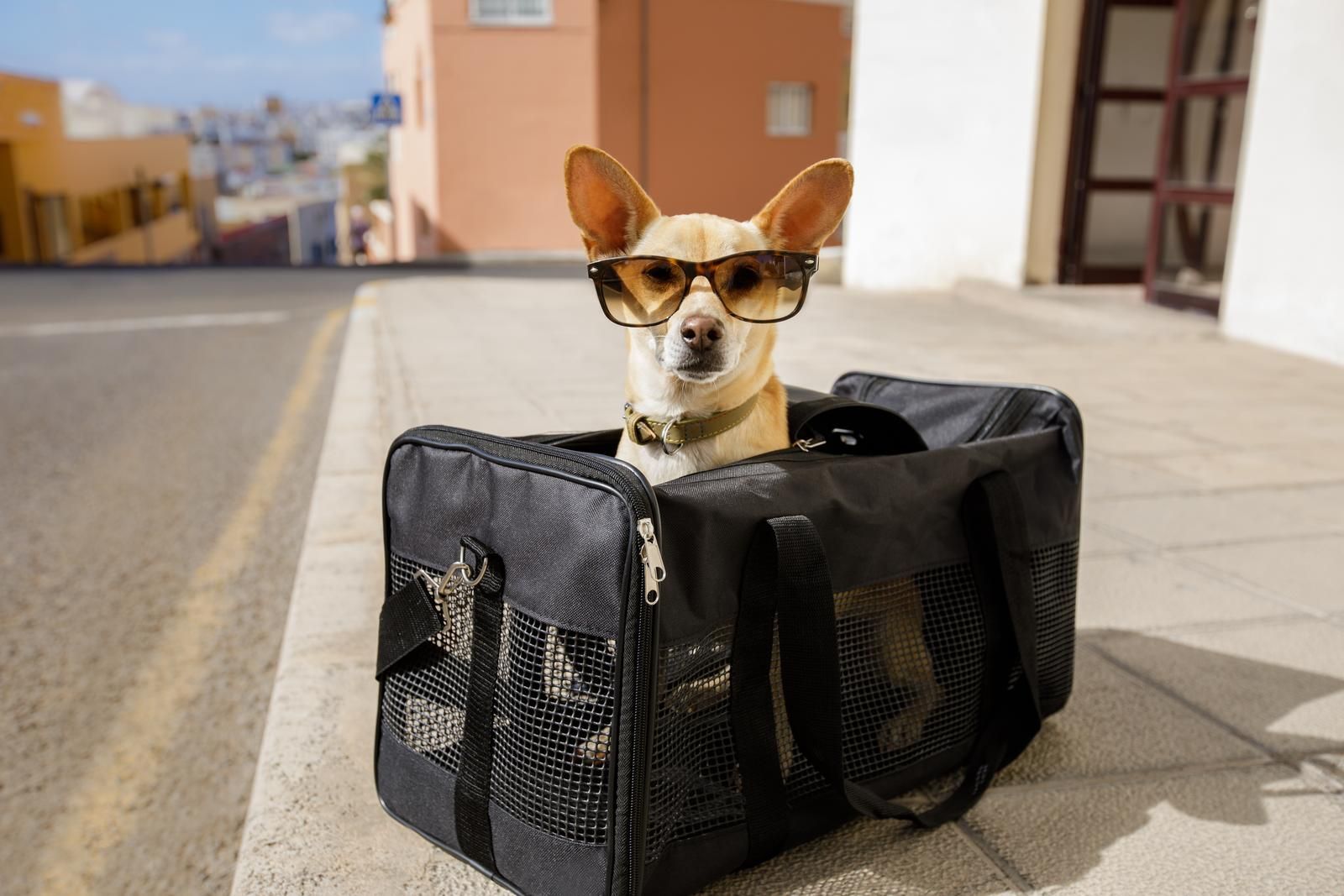 Dog wearing sunglasses in a carrier bag outdoors.