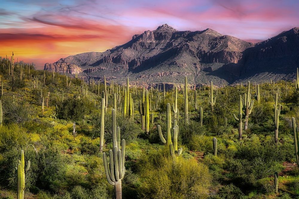 A desert landscape with cactus and mountains in the background