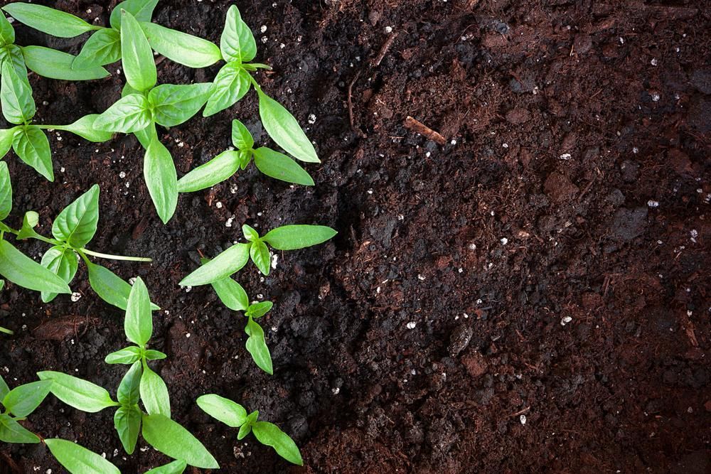 A Group of Small Plants Growing Out of a Pile of Dirt — Chooks Sand And Gravel In Proserpine, QLD