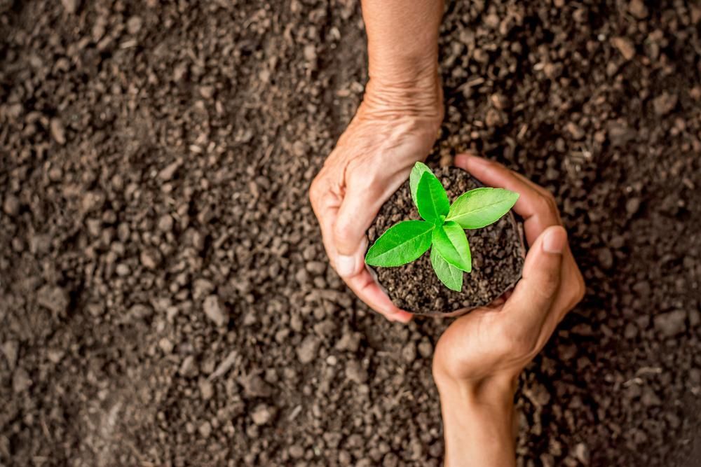 Two People Are Holding a Small Plant in Their Hands — Chooks Sand And Gravel In Cannonvale, QLD