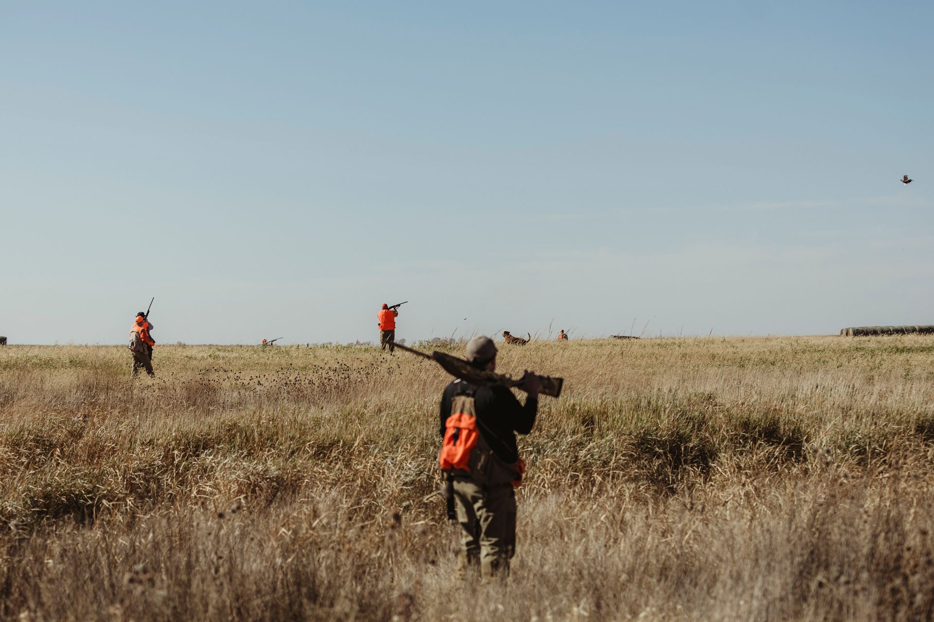 pheasant hunting lodging packages SD