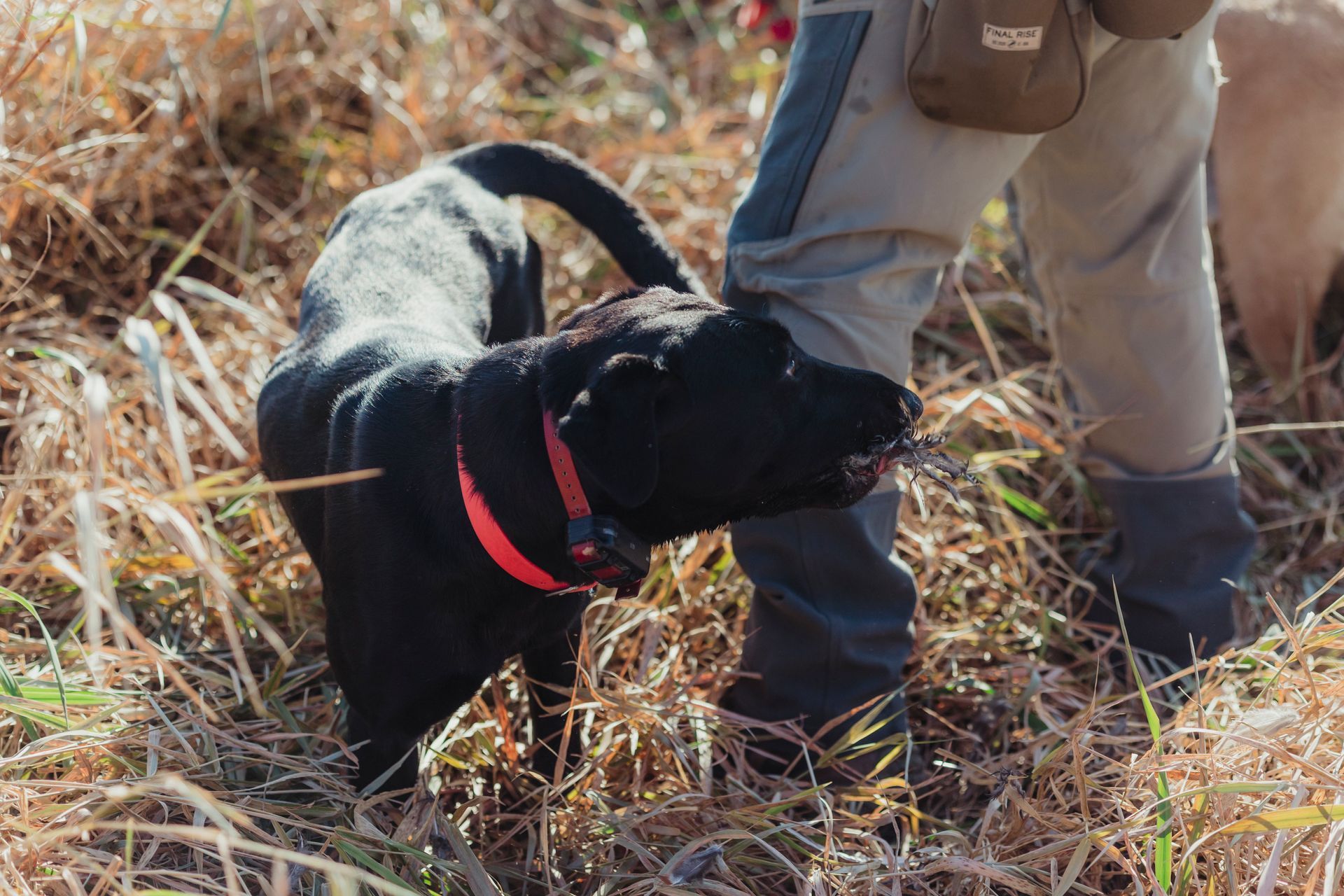 South Dakota pheasant hunts with lodging