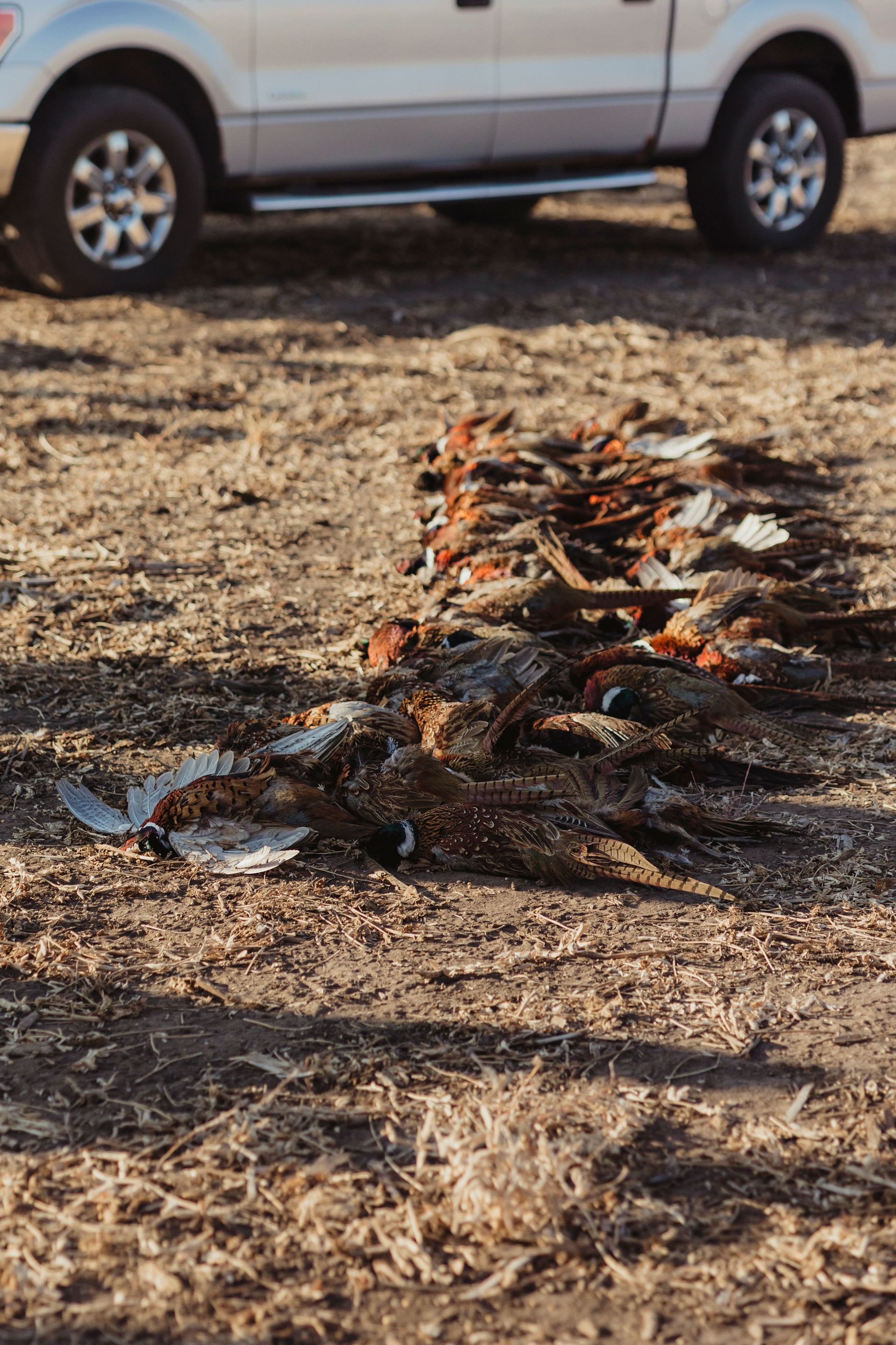 Pheasant Hunting Outfitter SD