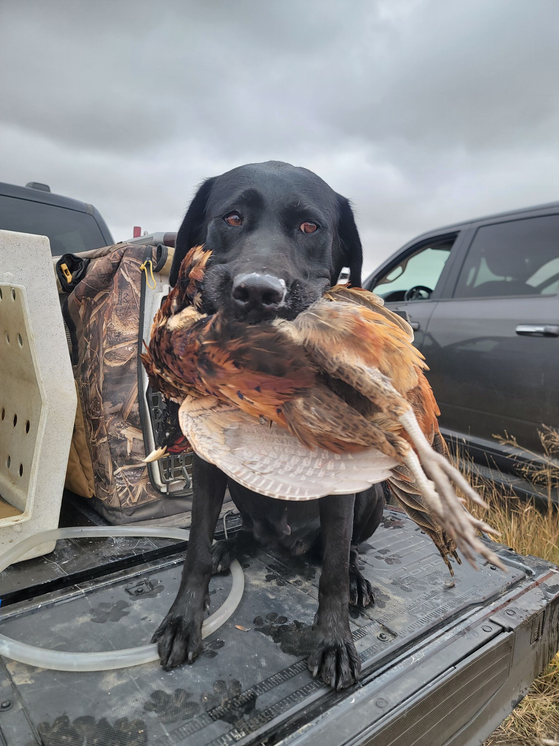 Pheasant hunting dog