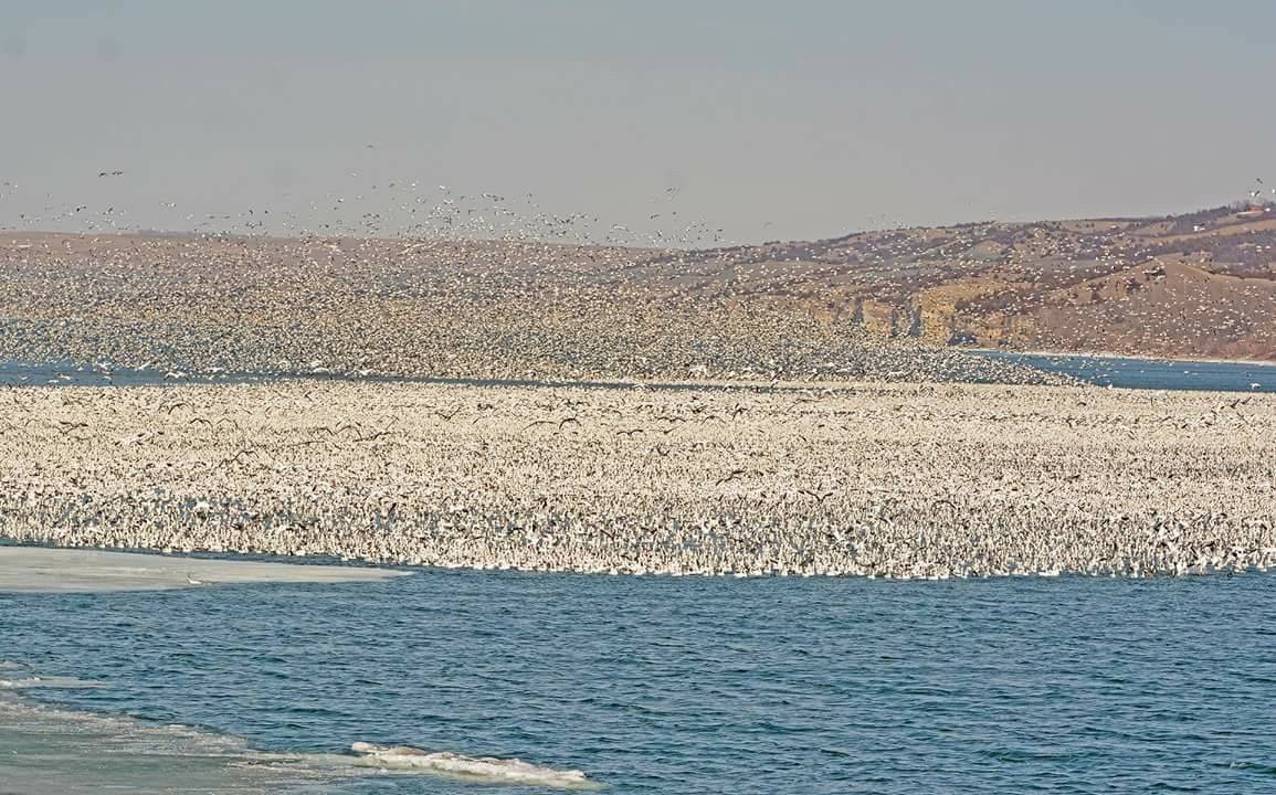 snow goose lodging South Dakota