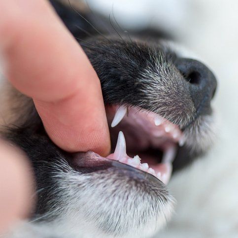dog's teeth