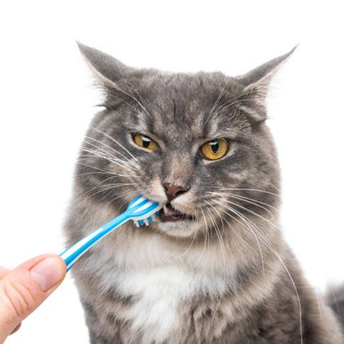 annoyed cat with toothbrush