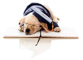 A puppy wearing glasses and a graduation cap is sleeping on a book