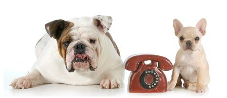 A bulldog and a chihuahua are sitting next to a telephone.