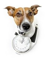dogs with clock