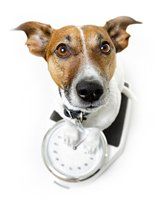 A dog is sitting on a scale holding a clock.
