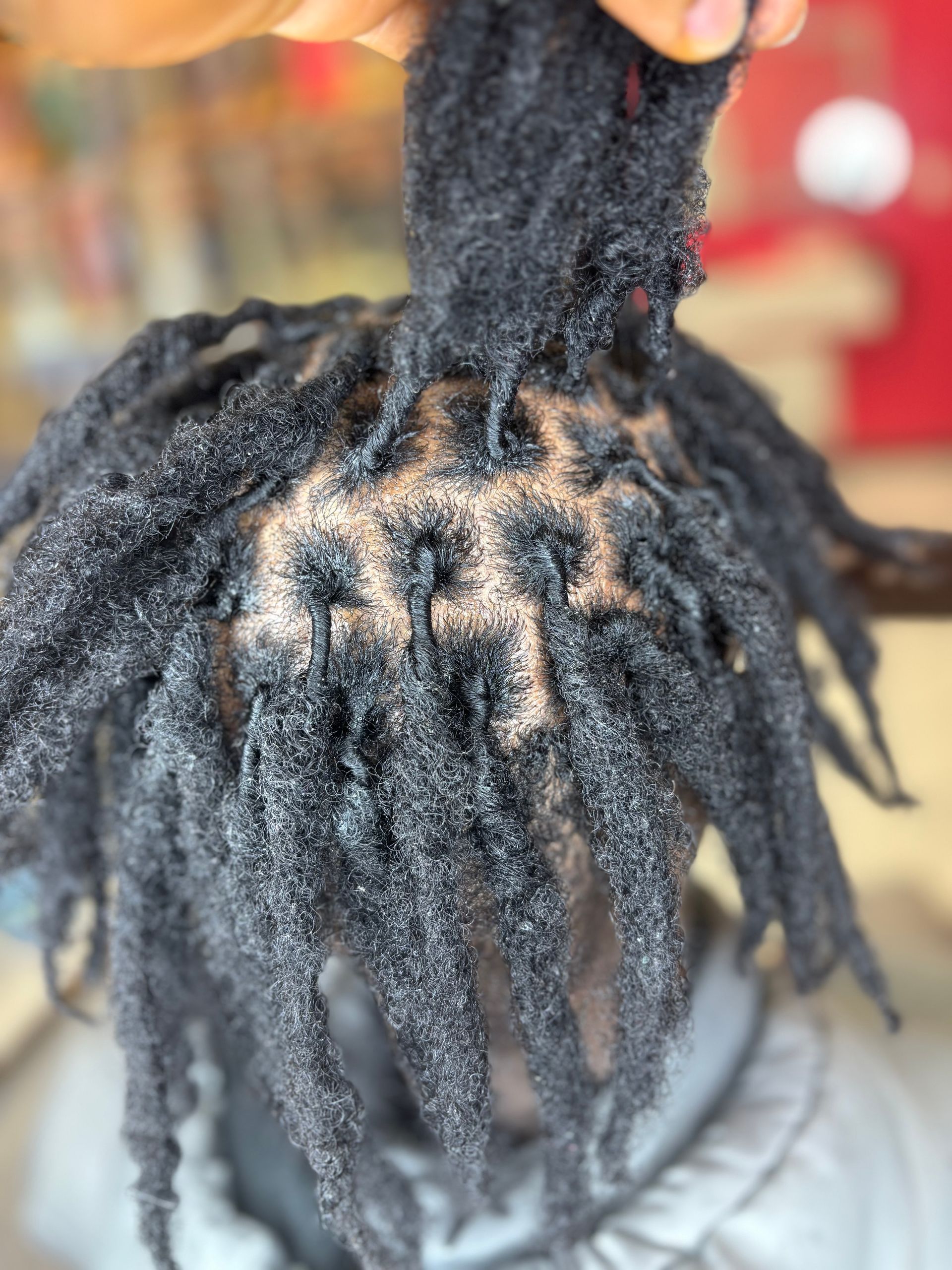 Close-up of freshly done black dreadlocks with neat grid-like parting on the scalp; held up.