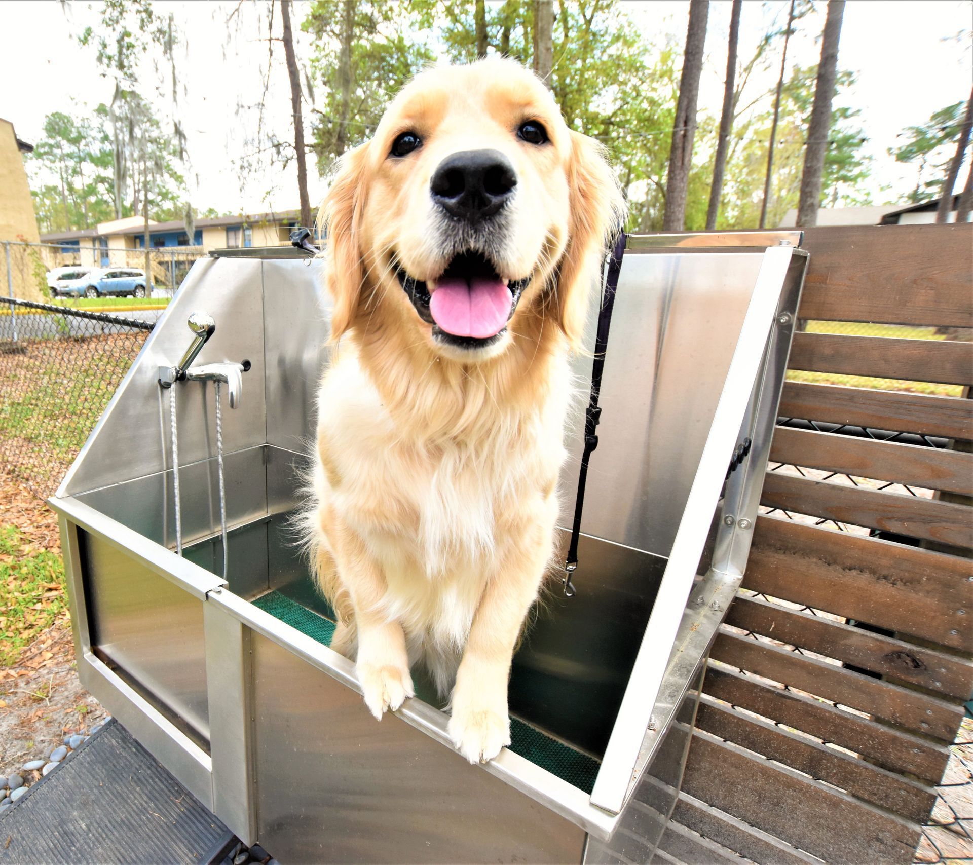 A dog is sitting in a bathtub with its tongue out.