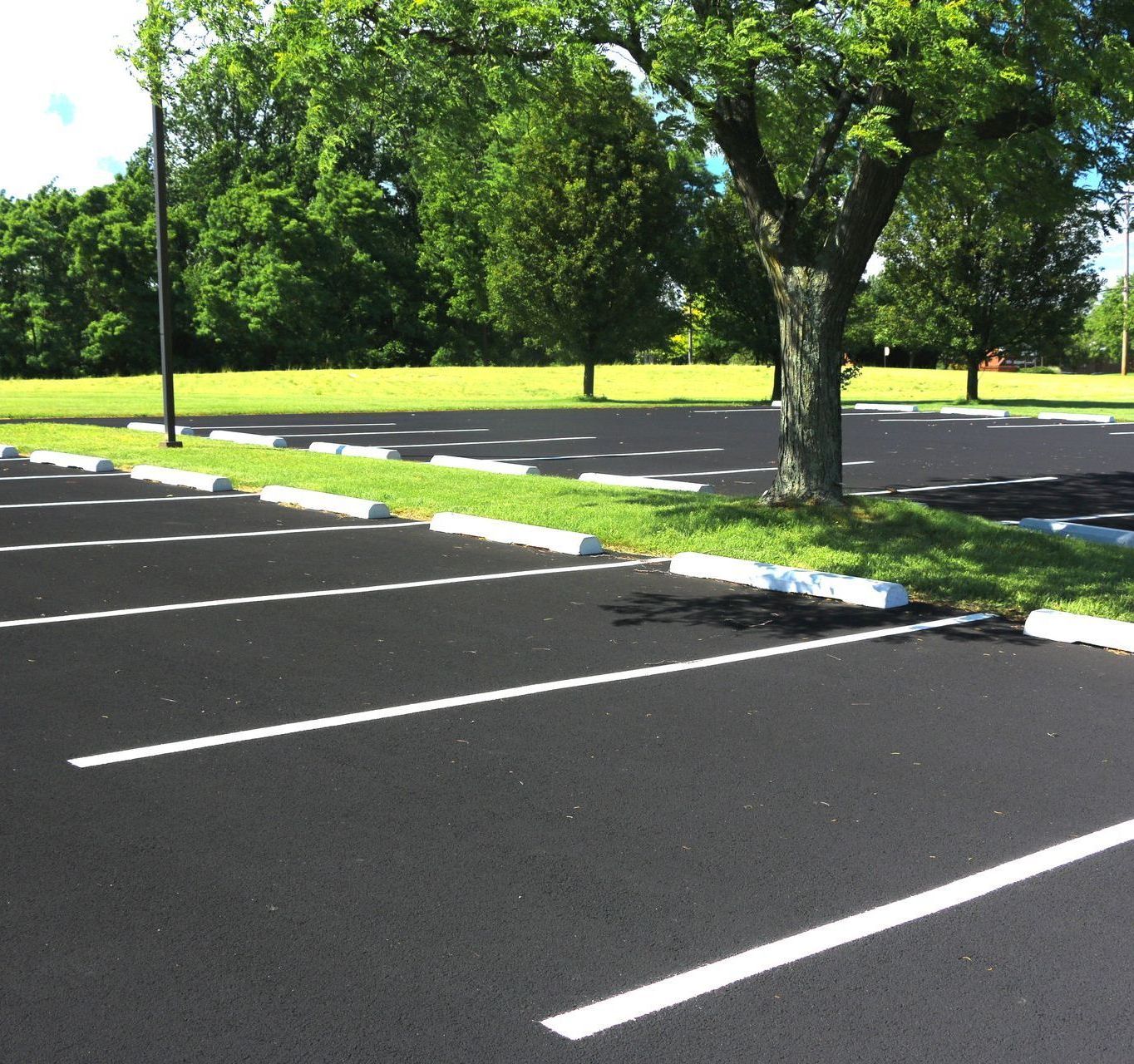 A parking lot with a tree in the middle of it