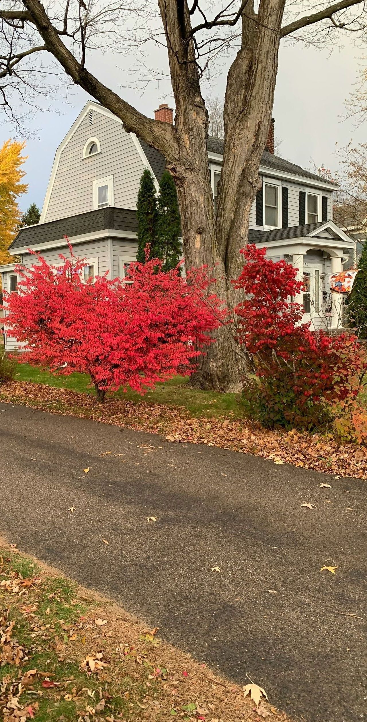 A tree with red leaves is in front of a house.