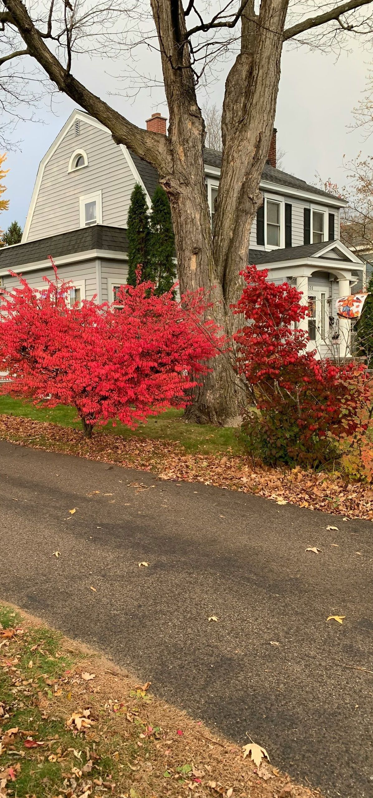 A tree with red leaves is in front of a house.