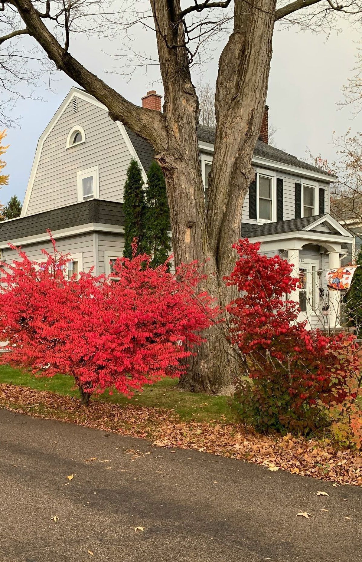 A tree with red leaves is in front of a house.