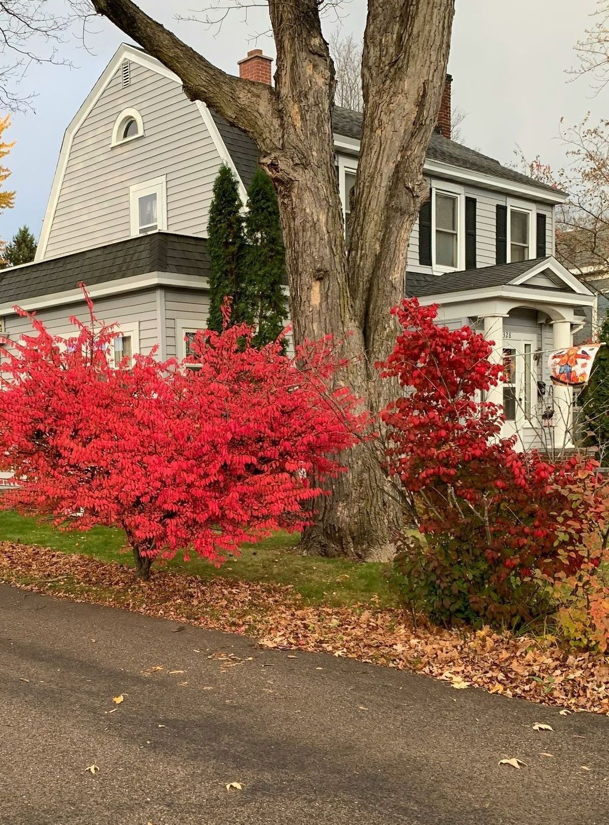 A tree with red leaves is in front of a house.