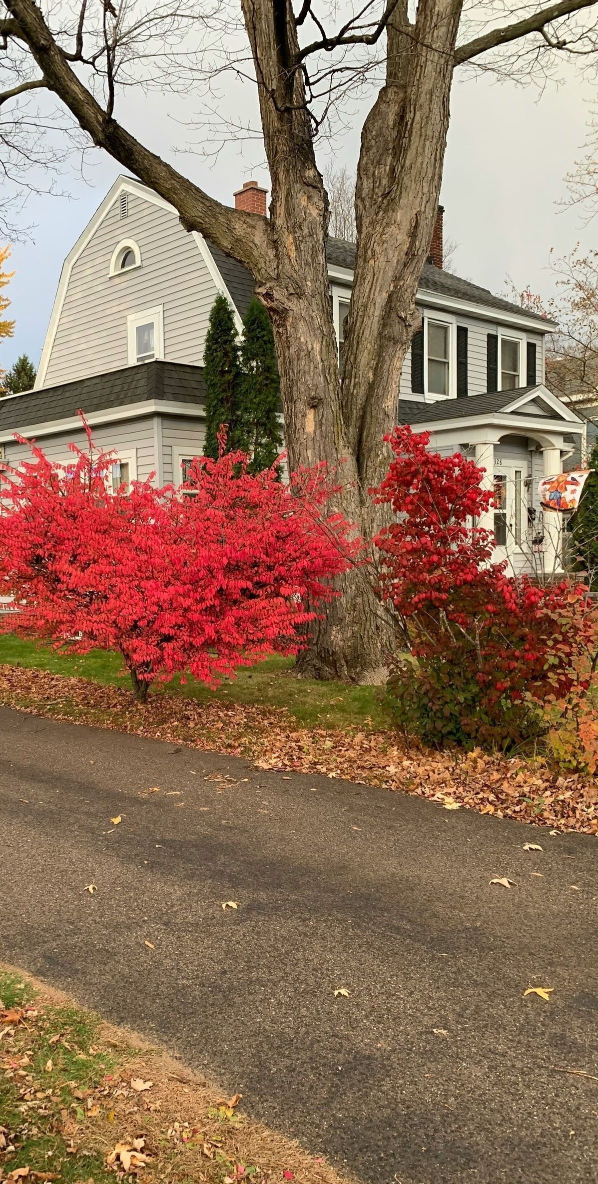 A tree with red leaves is in front of a house.