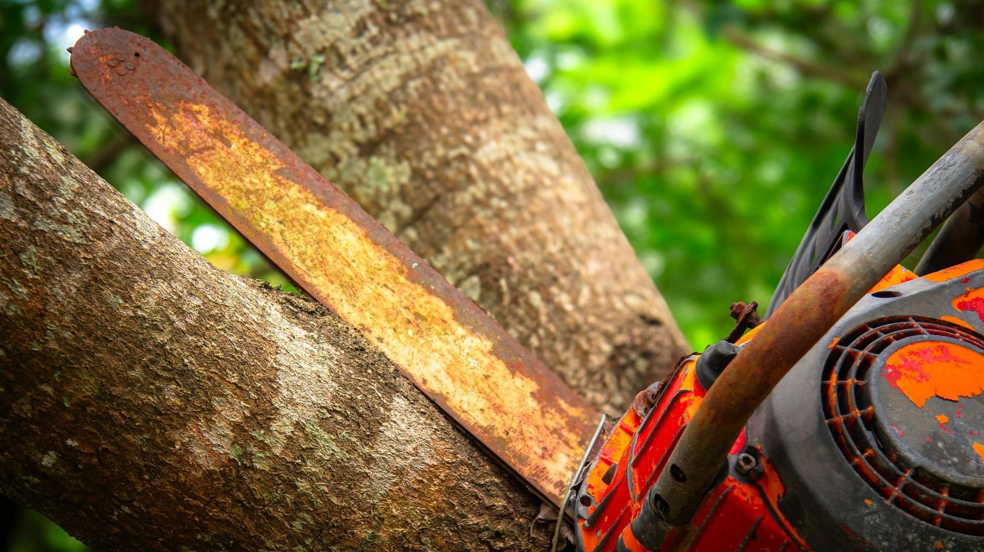 A chainsaw is sitting on a tree branch.