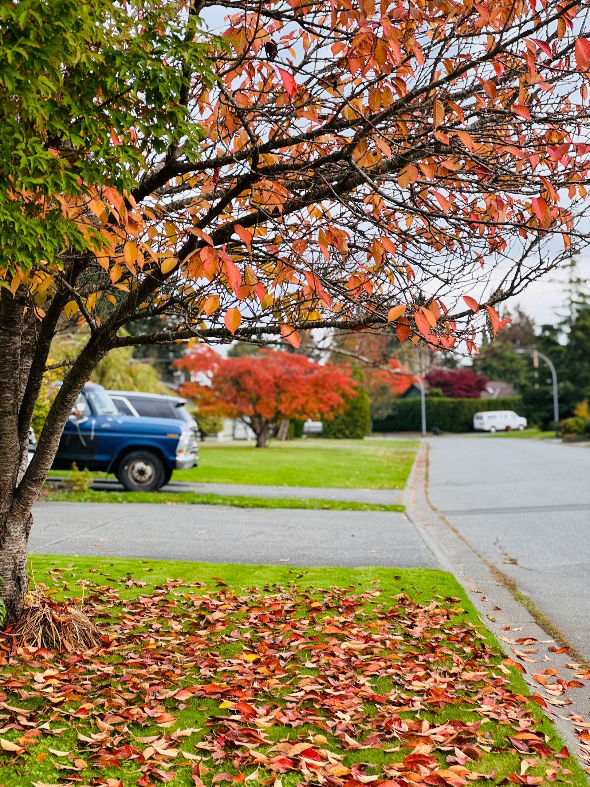 A blue truck is parked on the side of the road next to a tree with red leaves.